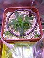 Candy cane (middle) dark angel on corners they alnost 3 weeks old bad genetics? (Dark angels)