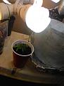 Here is the second one I transferred into a solo cup, I used my seedling mix of, my soil I mix up, an Coco  50/50 for my clones