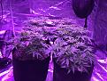 Borderliners on right 18 days flower