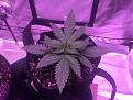 Day 26 - topped Amnesia Haze