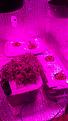 Bubba kush auto thirty nine day old kings kush auto about week old siver haze xl auto week old cheese auto Carmel cream vast and fast