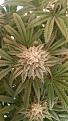 Week 5 Big Bud .. Its got so much resin on it that my buds are white.