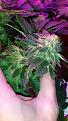 White widow week 5 looks great so far very finicky plant she gets pissed of easy (just like my ex)