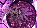 Day 34 - Swiss Cheese after LST