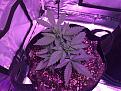 Day 34 - Swiss Cheese before LST