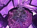 Day 35 - Swiss Cheese LST