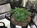 Day 38 - Amnesia Haze- round 2 topping