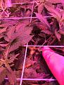 Day 51 - Swiss Cheese - Look at that stem!!