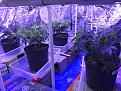 Below the scrog