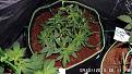 White Rhino. 7 wks after planting, 3 days after switch to 12:12  still LED