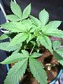 About 4 weeks now looks like it’s a she because she is growing bushy!