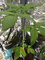 And this one is growing taller and less leaves. It could be a Hermi?