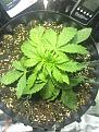 leaves seems drop themselves ?