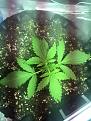 1 week old , mid of 2nd week