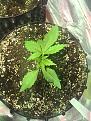 1 week old , mid of 2nd week