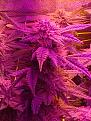 Coco bud