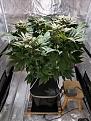 Berry Bomb - Day 76 of Flower