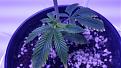My GG4 clone in coco, trying to get her shit together...