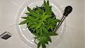 She likes the LST and topping for sure.