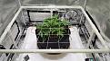 Start of last week of veg. Super easy SCROG build, no screws, zip ties, glue needed