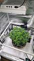 Last day of veg! SCROG in full effect, pushing tops under and out. Will let stretch fill rest of screen.