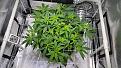 Start of Week1 Flower, new growth sites like crazy.