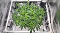 Last day of week1 flower. Bushy!