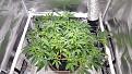 Filling out her SCROG