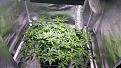 Start week3 flower (day 15)
