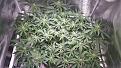 End of wk3 flower, day21. Happy with the #tops and spread of the plant.