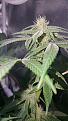 Trichomes everywhere