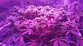 Day26 of flower under full lights. Cola around outside of SCROG stretching the most, which works just fine.