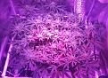 Week4 of flower, day26 top view