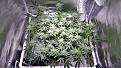 Day 33 of flower.