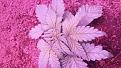 Can you see the white circle on top right leaf and purple in leaves