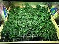 Day 86, Flower day 18