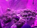 Left sixty day lemon it had root rot when younger cut roots off it grew new ones front kings kush auto in a ice cream container right silver haze extra leg about two half months old 2by for tent vipaspectra par 450 in middle two China 300 wats on each side