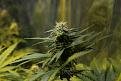 Supercropped bud.