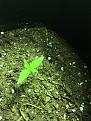 Blue Moon Day 15