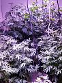 plant on right white widow.back plants blue mystic