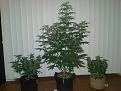 Day 63 for the RedPoison,  she's getting there. Flowering better now, still ain't seen no red, lol,  just striped purple on the stalk an stems.