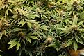 Skunk and Lithium - color of leaves for comparison to AK 47.