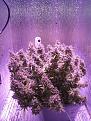 Bubba kush auto almost four months almost ready cloudy trycomes few amber