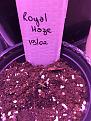 Royal Haze Automatic (royal queen seeds)