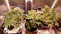 2x4 flower tent with LEC315, Jack Herer (1week), White Russian (2 weeks) Jack Herer-soil-5 weeks.