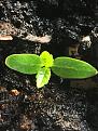 February 28th, 2018 is it a
Blood Orange Tree or a sprout of Clover?