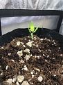 Autoflower in coco + kind soil