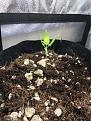 Autoflower under CFLs, in coco + kind soil