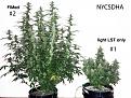 Comparison between the two plants_both NYCSDH.What a difference!