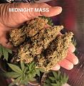 Midnight Mass flowers/buds